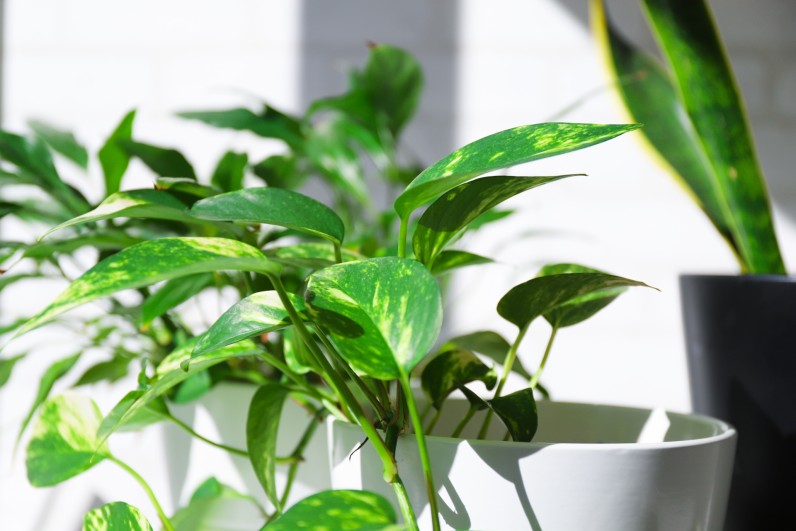 岡崎市の中古マンション検索サイトおすすめ比較と活用法