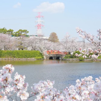 【亀城公園】
城跡や、春の桜が魅力の公園。園内に植えられたソメイヨシノは約400本。見頃を迎えた光景は圧巻です。穏やかな散策から賑やかなイベントまで、多彩な楽しみが広がります。