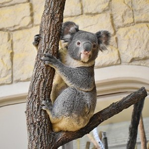 【東山動植物園】
イケメンゴリラのシャバーニなど、約500種の動物たちに出会える「東山動植物園」。広大な敷地には、日本最古の温室をもつ植物園や遊園地、東山スカイタワーも隣接し、一日中満喫できる一大スポットです。2027年の開園90周年に向けたリニューアルも順次進んでおり、絶滅危惧種の保全を学びつつ、五感で自然と命の息吹を感じられる、世代を超えて愛され続ける場所です。