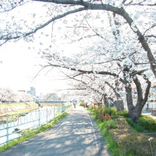 【香流川 】
川沿いに整備されたサイクリングロードや遊歩道は、地域住民の憩いの場に。春には、堤防沿いに約500本のソメイヨシノが咲き誇る「名東区屈指の桜の名所」です。都会にいながら四季の移ろいを感じられるのが魅力です。