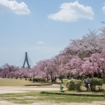 【水源公園】
矢作川沿いに広がる「水源公園」は、豊田市内でも有数の桜の名所として愛される憩いのスポット。春には約400本の桜が咲き誇り、川面に映える淡いピンクのトンネルが訪れる人を魅了します。
園内には芝生広場やサイクリングロードが整備されており、ピクニックや運動にも最適。季節ごとの自然を肌で感じながら、家族や友人と穏やかな時間を過ごすのにぴったりの、開放感あふれる公園です。
