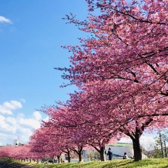【乙川の葵桜】
岡崎市の乙川沿いに咲く「葵桜」は、早春を彩る河津桜並木です。2月下旬から3月上旬に濃いピンク色の花が約800mにわたり咲き誇り、川面に映る姿も美しい、春の岡崎を代表する景色です。